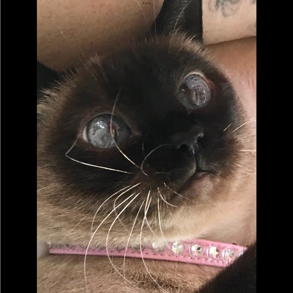 Meet your Posher, Peanutbutterbaebae - Picture 2 of 2